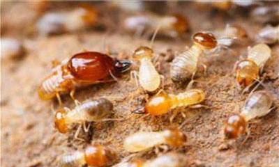 白蚁预防与灭治